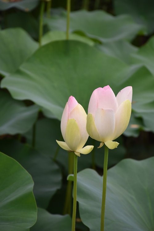 lotus  summer  flower