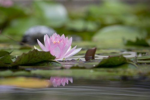 lotus  flower  aquatic plants