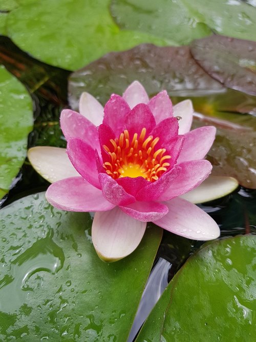 lotus  pink  flower