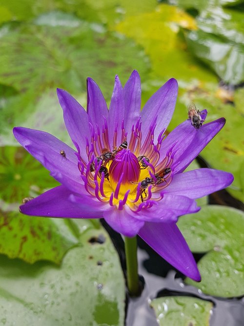 lotus  flower  lily