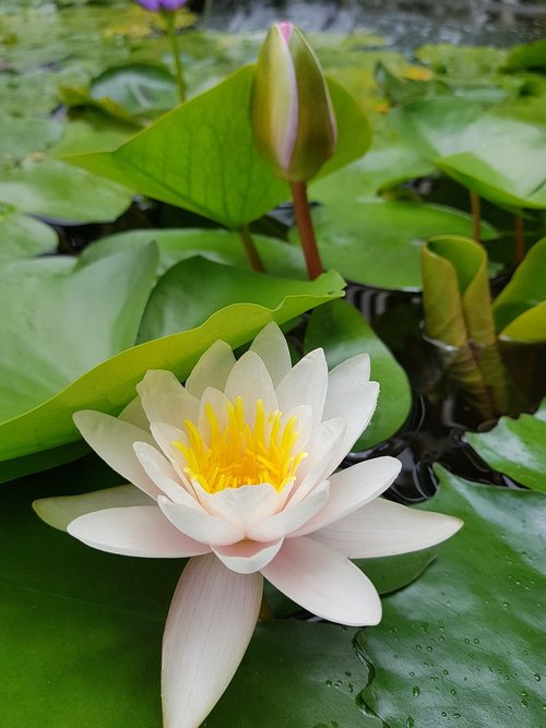 lotus  white  flower