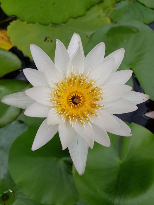 lotus  lily  flower