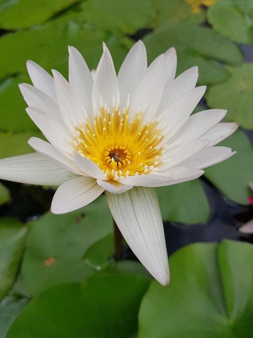 lotus  flower  lily