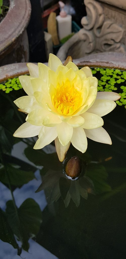 lotus  yellow  bright