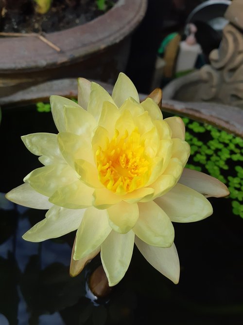 lotus  nature  water plants