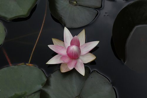 lotus  water lily  garden