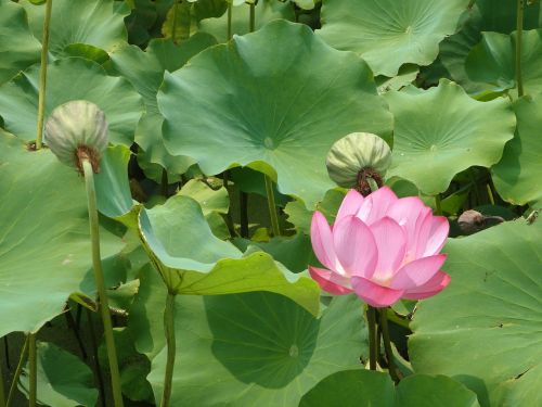 lotus pond water lilies