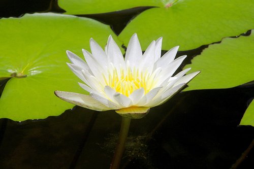 lotus  lotus white  flower