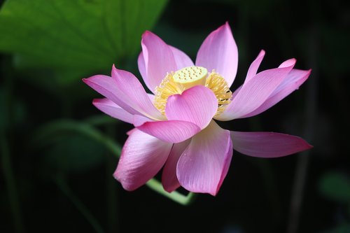 lotus  lotus flower  stem