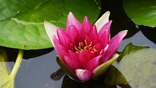 lotus  plants  flowers