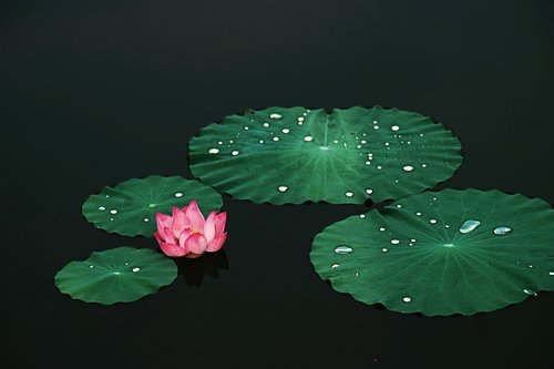 lotus  plant  zen