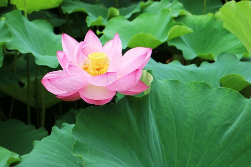 lotus  flower  green