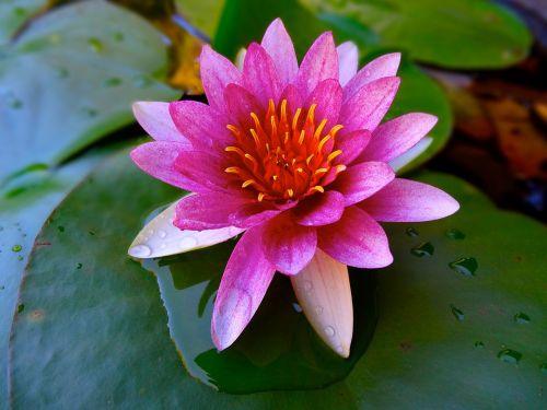 lotus pond water lily