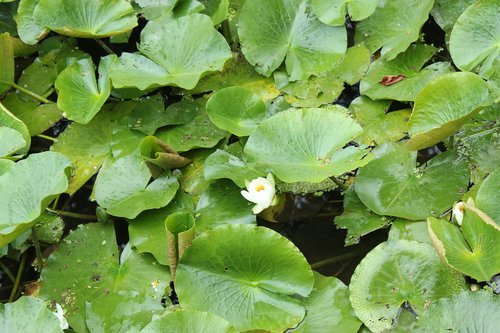 lotus  pond  plants