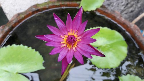 lotus  purple  basin