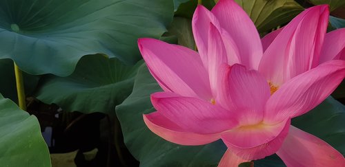 lotus  tropical  flowers