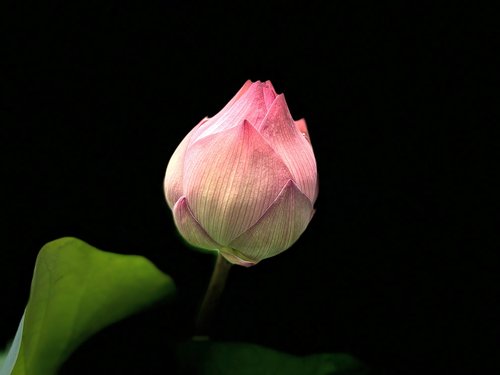 lotus  pink  green leaves