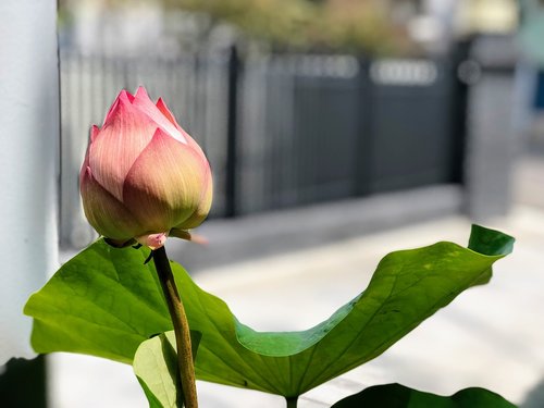 lotus  pink  green leaves