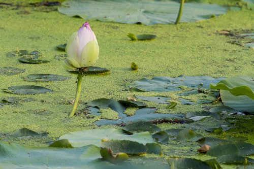 lotus  flowers  aquatic plants