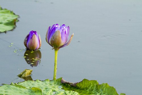 lotus  aquatic plants  water lilies