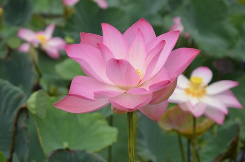 lotus  pink  meditation