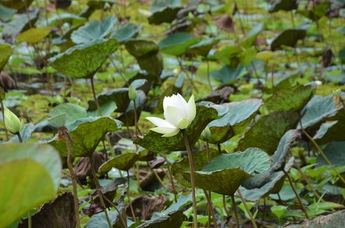 lotus  white  flower
