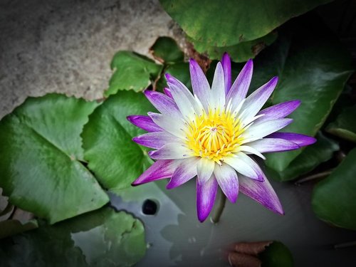 lotus  flower  purple