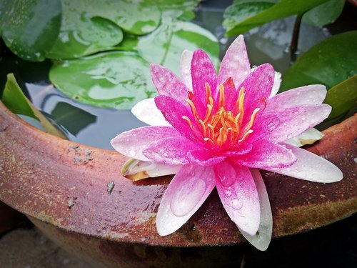 lotus  flowers  flower