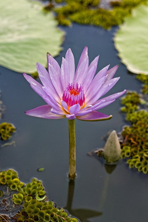 lotus  purple  nature