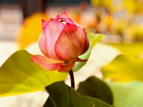 lotus  bud to be open  fresh