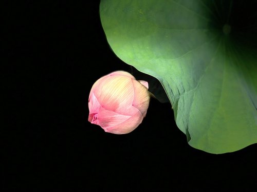 lotus  simple  black