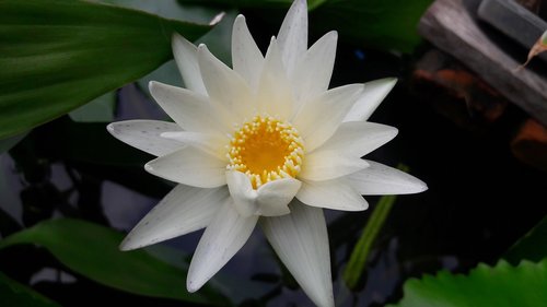 lotus  flowers  plant