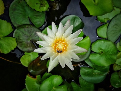 lotus  flower  wood water