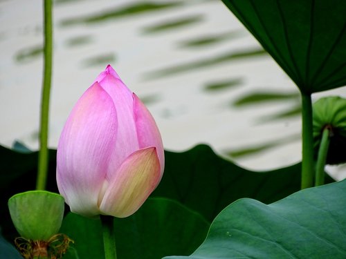 lotus  flower  pink