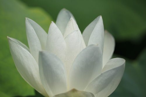 lotus  lotus flower  natural