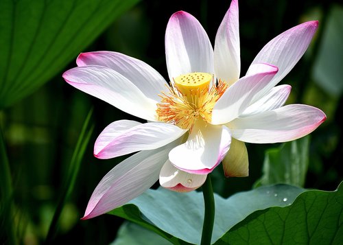 lotus  flower  pond