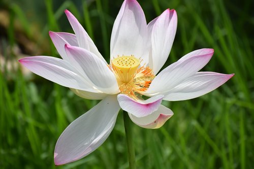 lotus  flower  pond