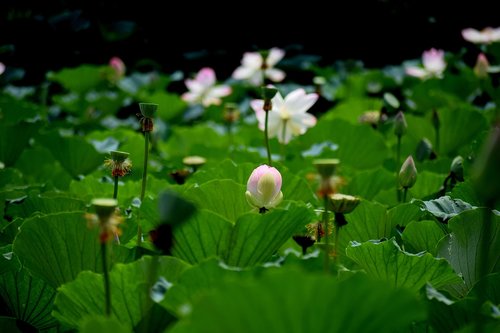 lotus  pond  flowers