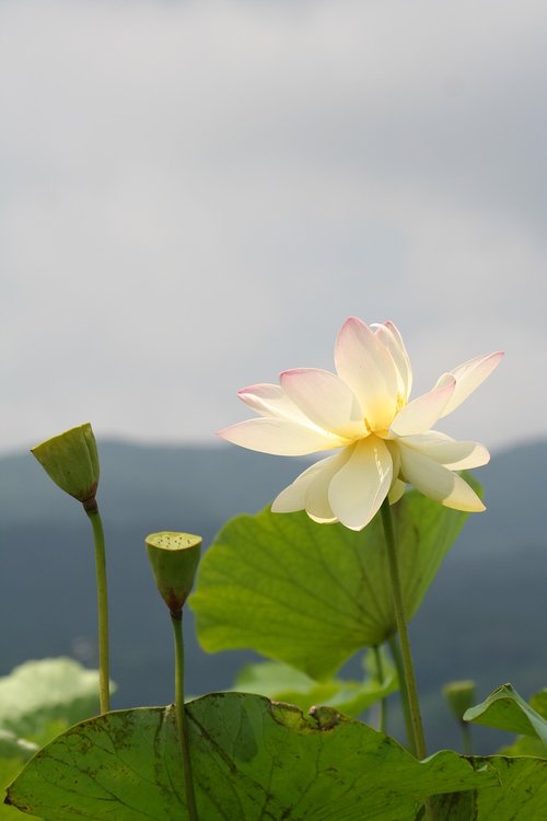 lotus  white flowers  pond