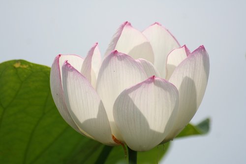 lotus  white flowers  pond