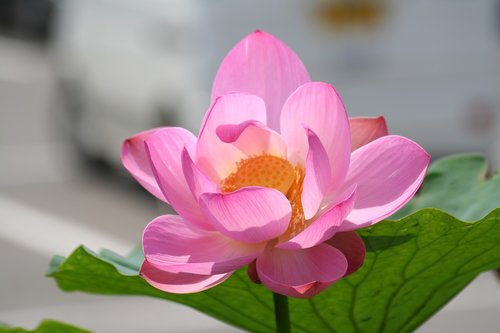 lotus  pink flower  pond