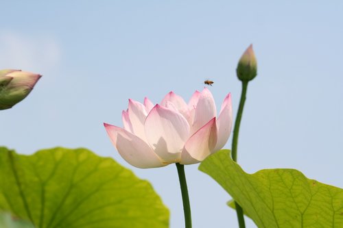 lotus  white flowers  pond