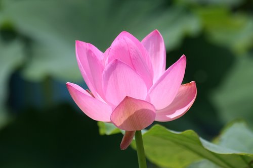 lotus  pink flower  pond