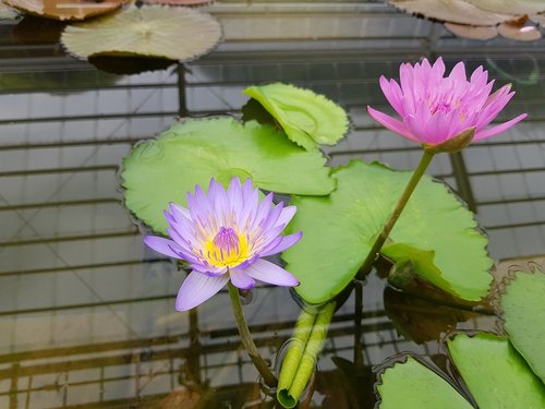 lotus  water lilies  garden
