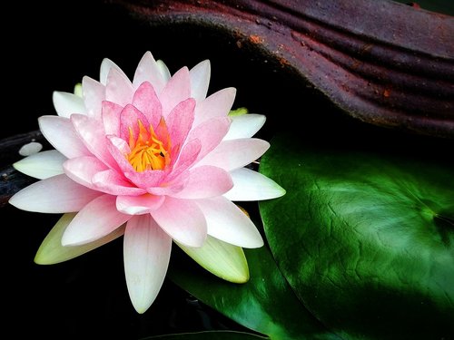 lotus  flowers  water plants