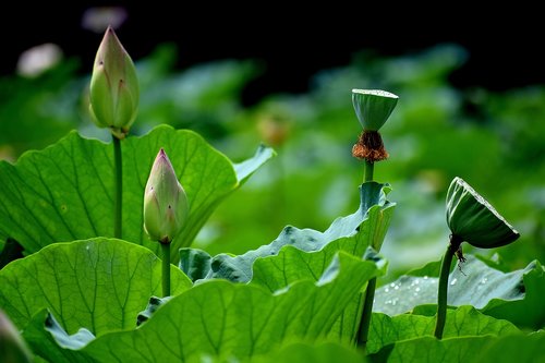 lotus  flowers  buds