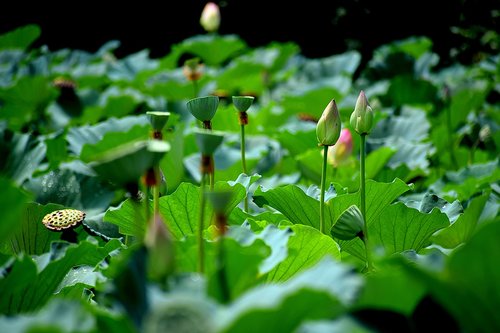 lotus  pond  buds