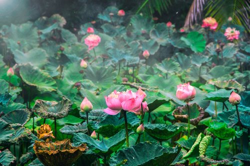 lotus  flower  pond