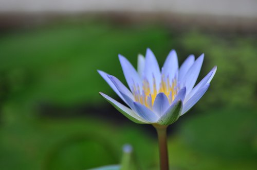 lotus  water lily  pink