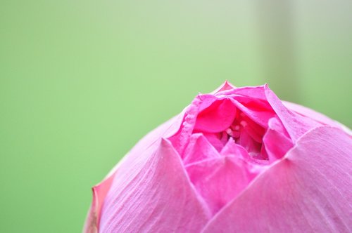 lotus  water lily  pink